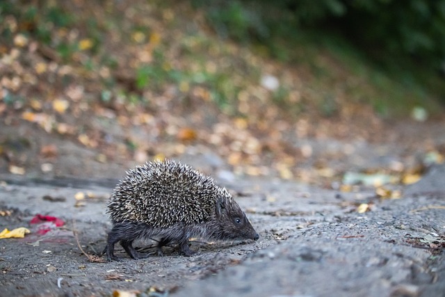 贡献形成鲜 贡献形成鲜