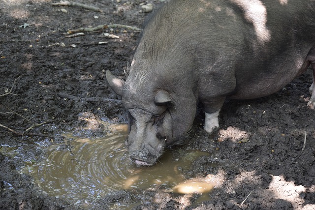 原体检测 原体检测