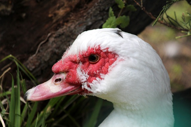 上海申花率 上海申花率